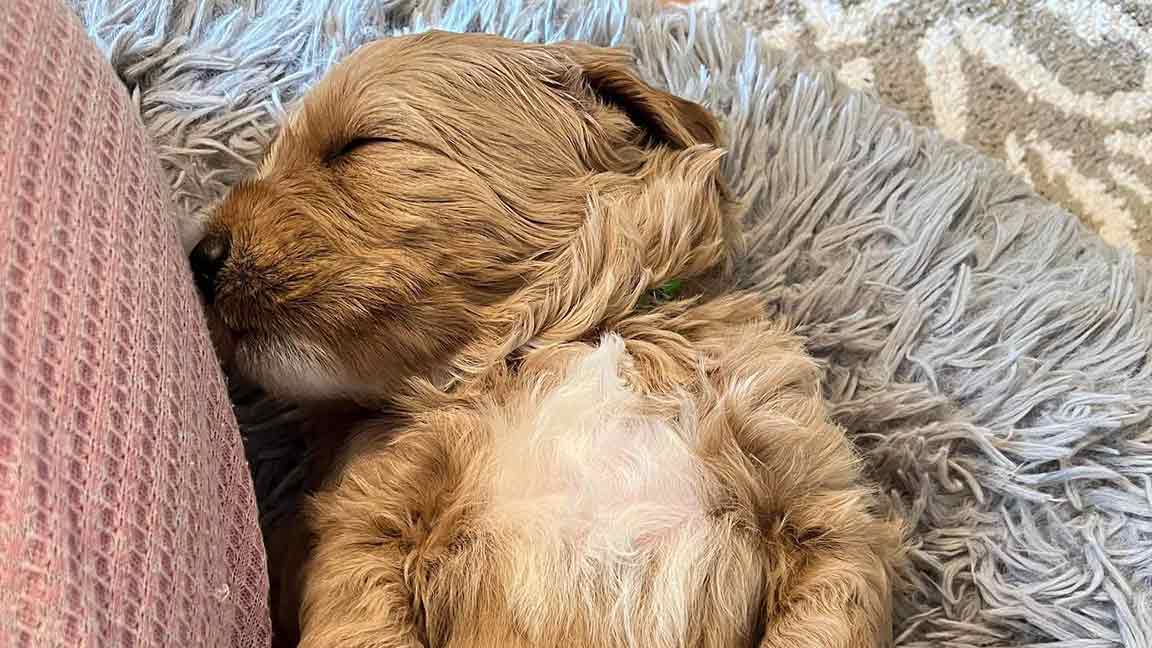 Goldendoodle puppy sleeping on it's back