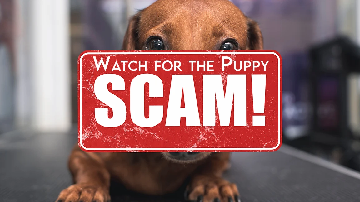 dog with big sign that says Watch For Puppy Scam!