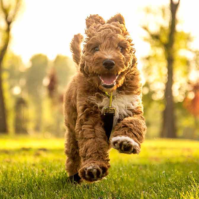 mini Goldendoodle in outdoor training run