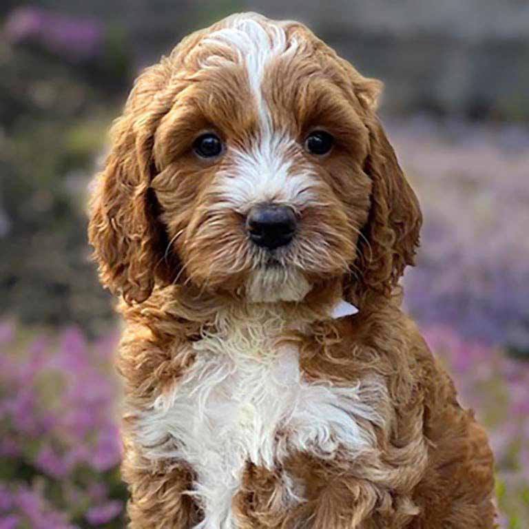 brown and white Goldendoodle baltimore