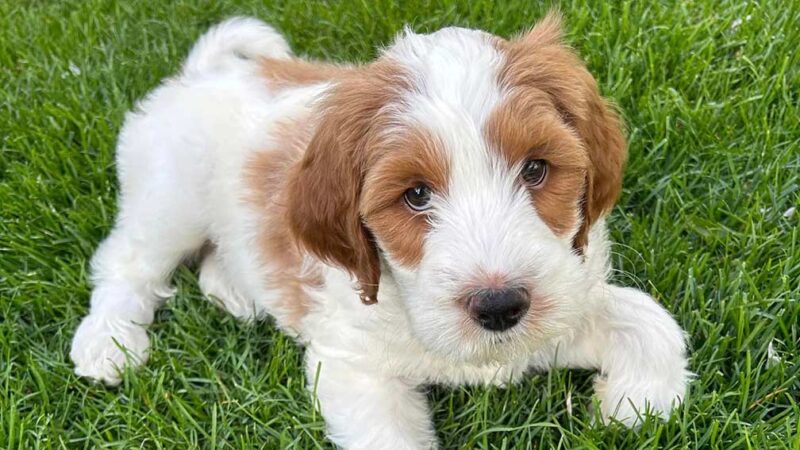 goldendoodle puppy sitting in grass