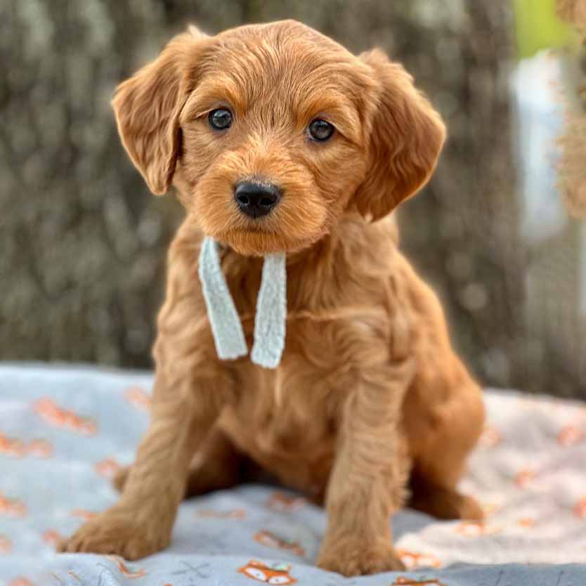 Red Goldendoodle from Fox Creek Farm Delvered to Maryland