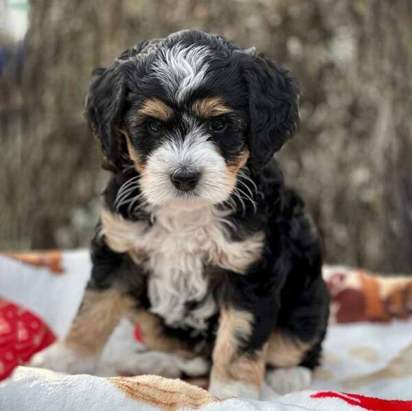 Mini Bernedoodles Bernedoodle Puppies For Sale Bernedoodle Puppy