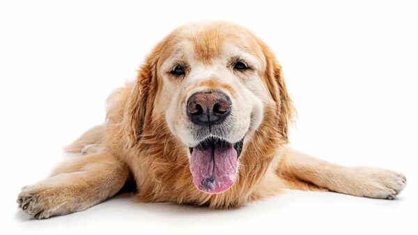 Why does my Dog Have Bad Breath, and how do I fix it? - Why Does My Dog Have Strong Breath