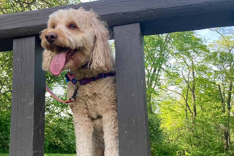 Goldendoodle on the dog park bridge