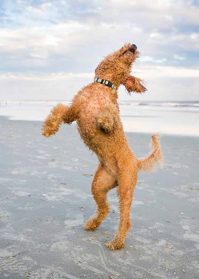 Goldendoodle barking on beach