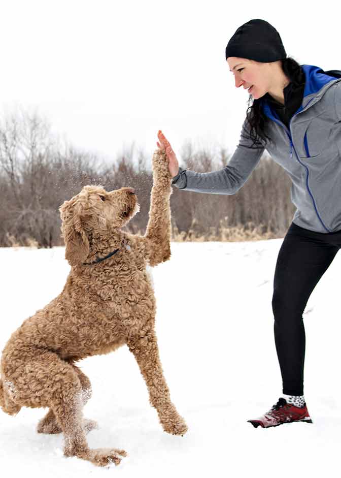 Goldendoodle giving a woman a hi-five in the snow