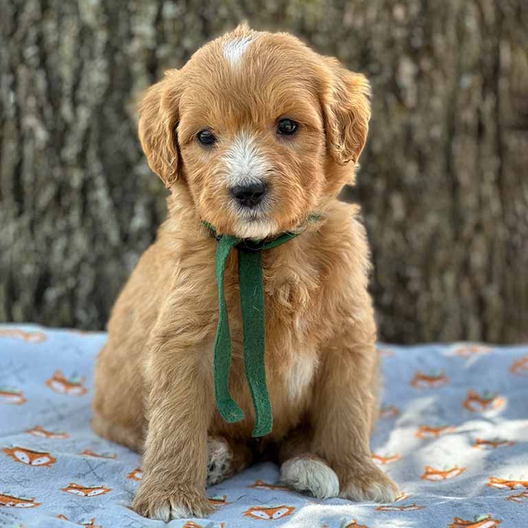 brown and white petite goldendoodle puppy