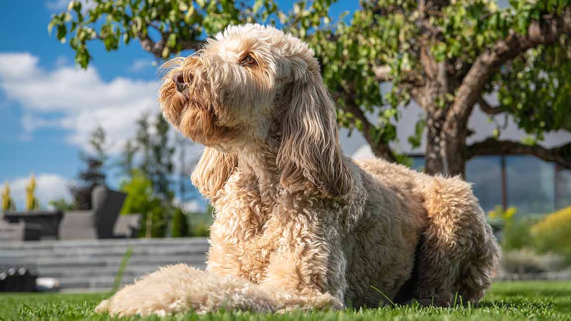 obedient Goldendoodle sitting in grass