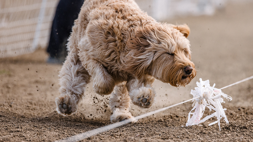 chase challenge to socialize dogs