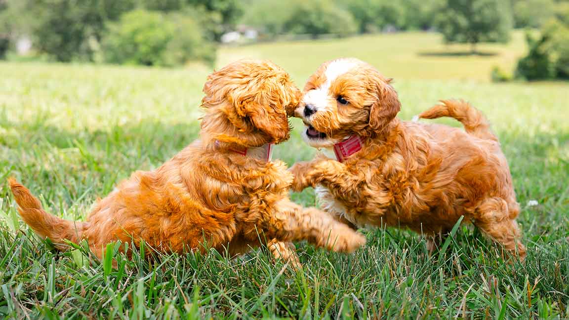 goldendoodle puppies playing and socializing