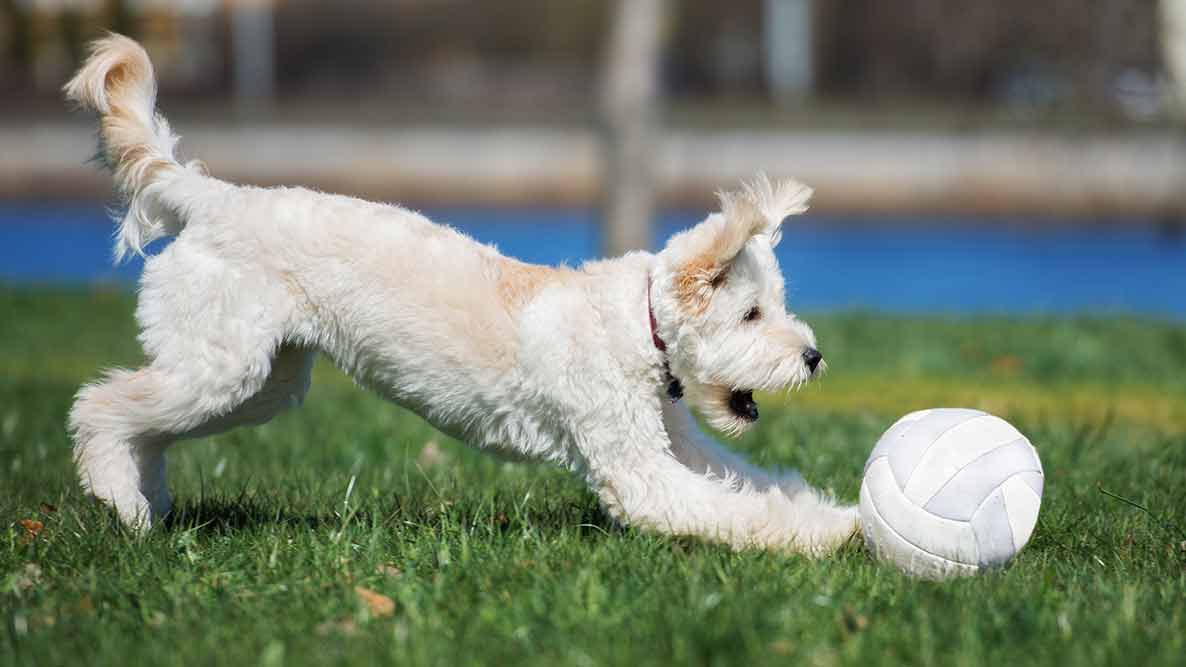 white Goldendoodle playing with soccer ball