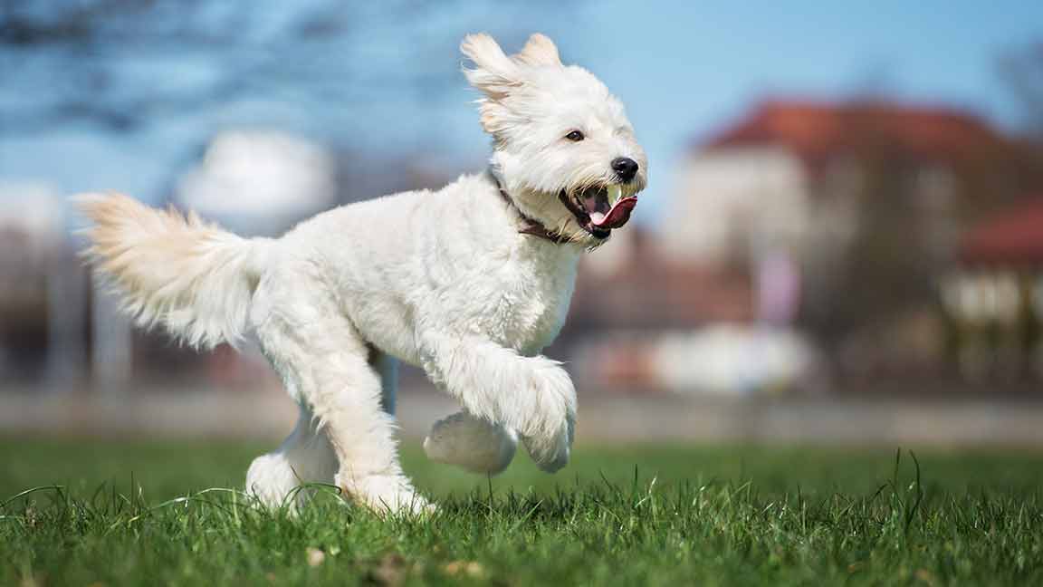 white Goldendoodle running in the dog park