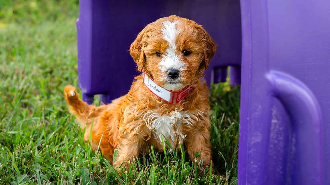 Goldendoodle puppy playing on toy in Maryland