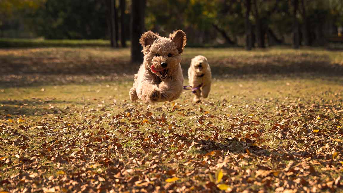 Goldendoodle running through leaves
