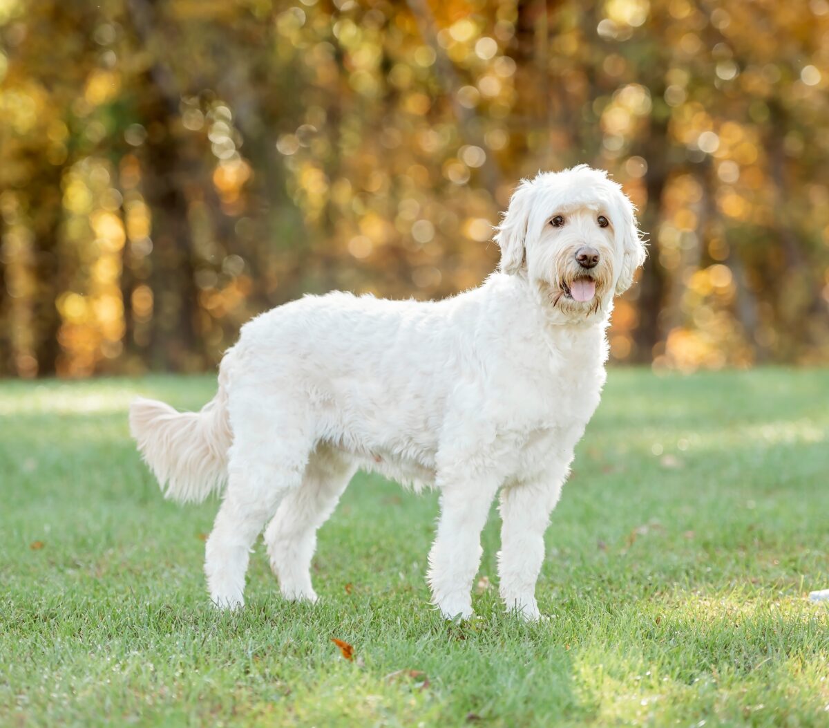 Available Goldendoodle & Bernedoodle Puppies