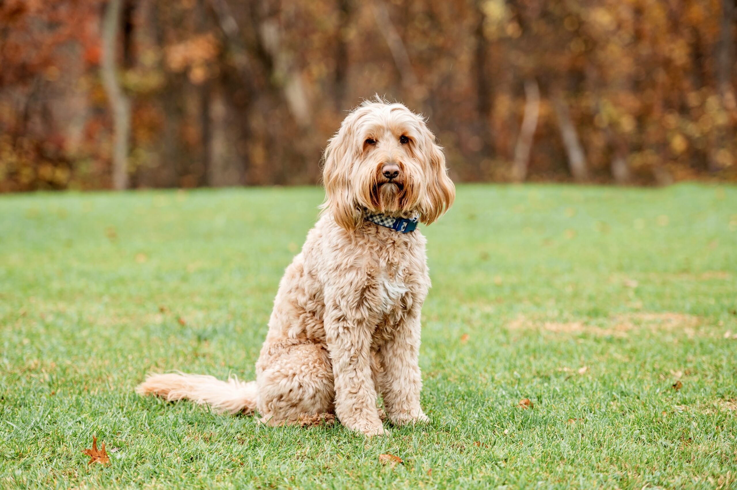 Available Goldendoodle & Bernedoodle Puppies