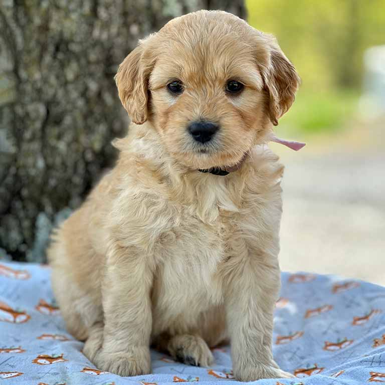 Goldendoodle puppies for sale in Virginia Beach, Cute blond mini goldendoodle from Fox Creek Farms