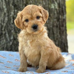 Fox creek hot sale goldendoodle