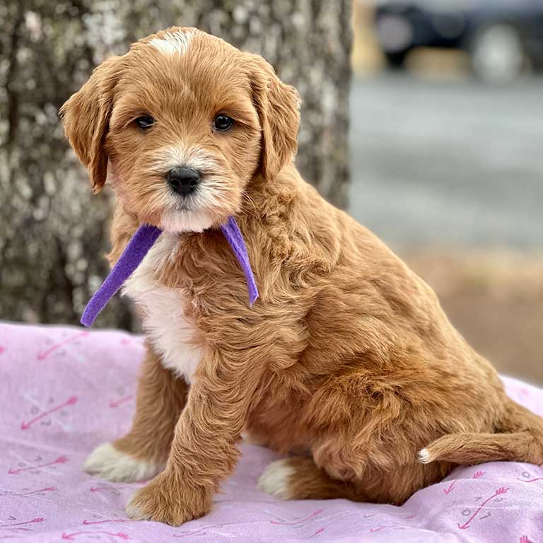 brown and white mini goldendoodle from Fox Creek Farm