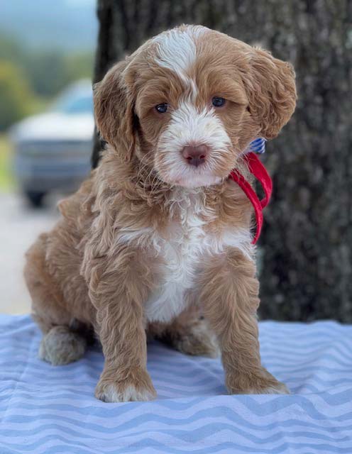 tan goldendoodle puppy with white cross on chest fox creek farm