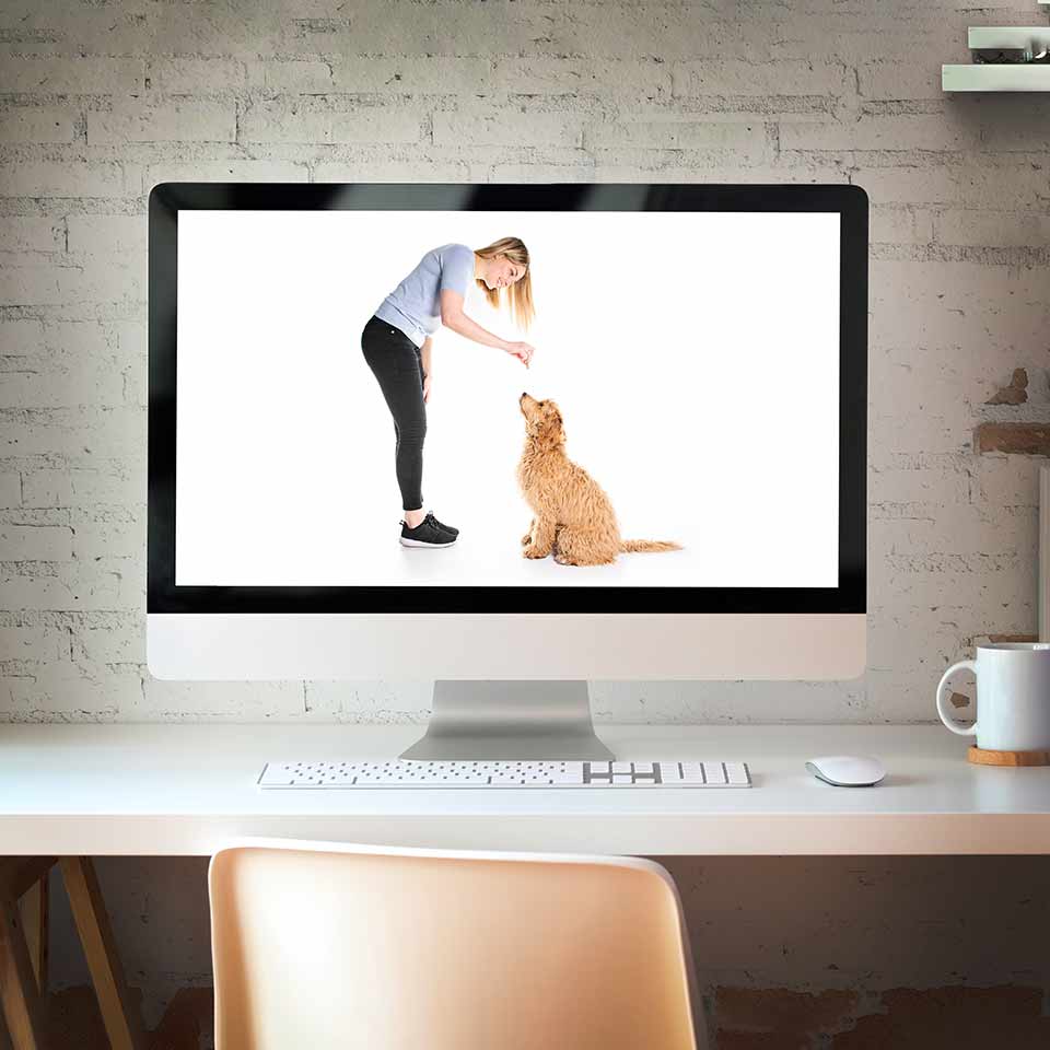 online dog training for Goldendoodles