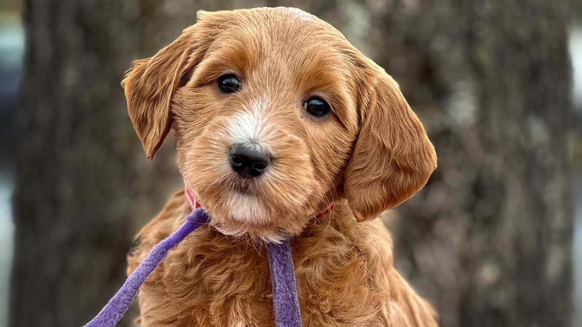 red goldendoodle blue ribbon puppy
