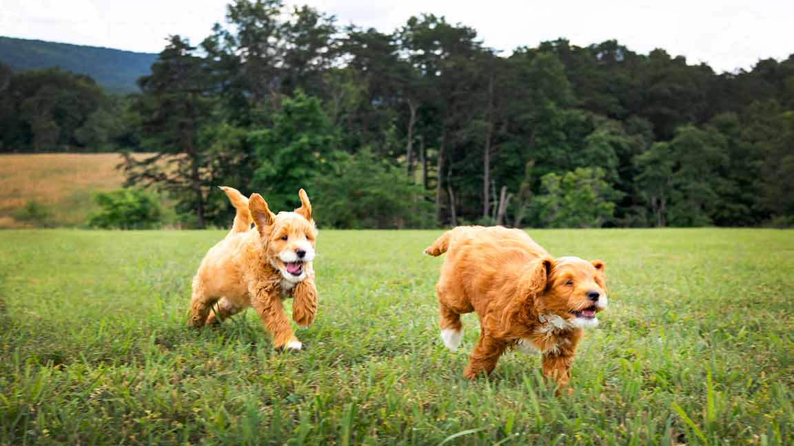 two goldendoodle puppies running in grass at Fox Creek Farm