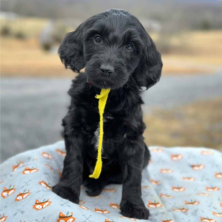 cute black Goldendoodle puppy for sale