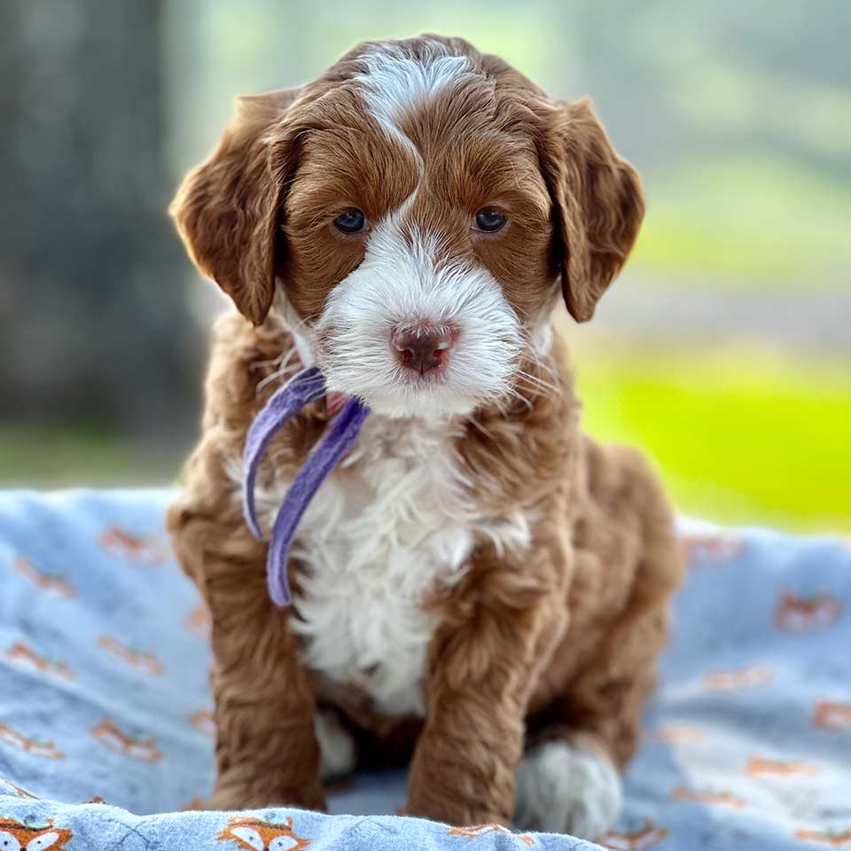 tux red and white medium goldendoodle puppy for sale
