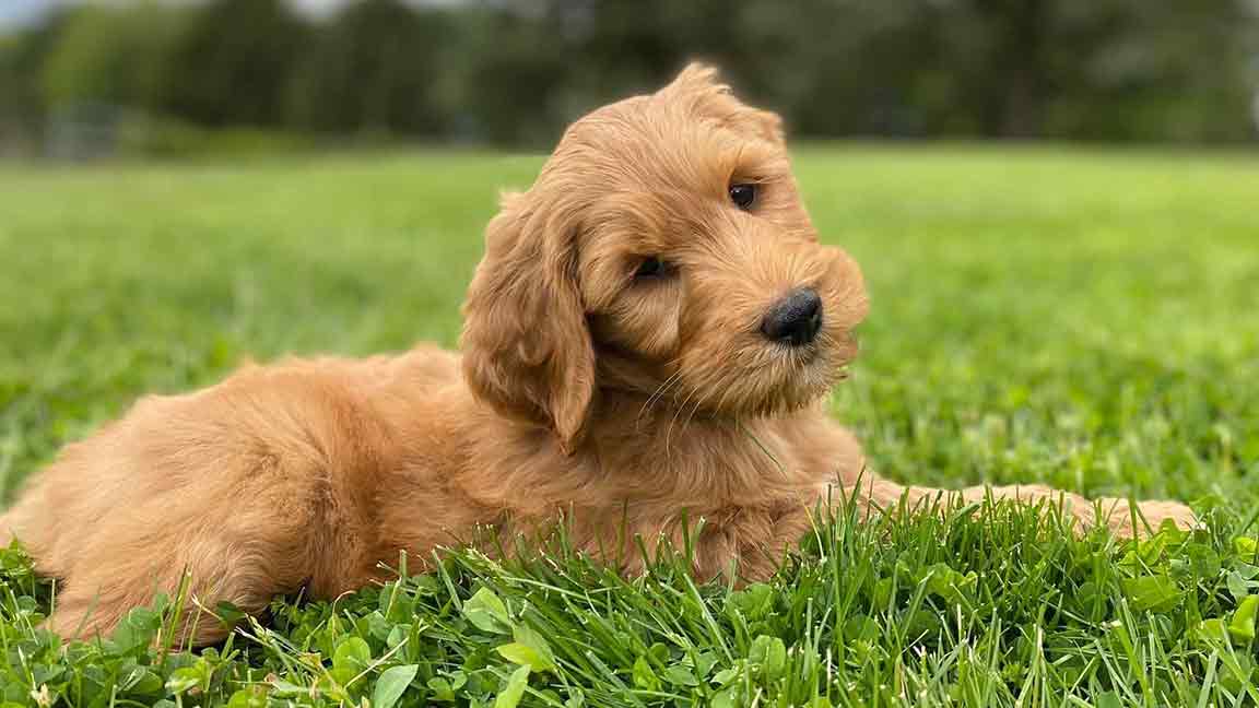 petite goldendoodle sitting in grass