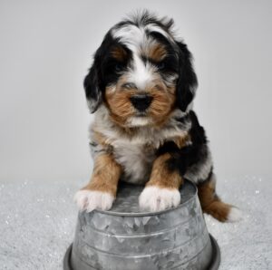 Merle Bernedoodle puppy sitting on a bowl