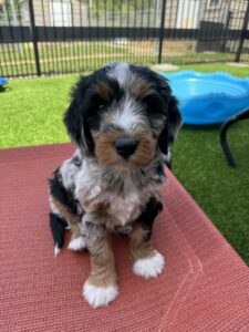 Merle Bernedoodle puppy during training, sitting on his place marker