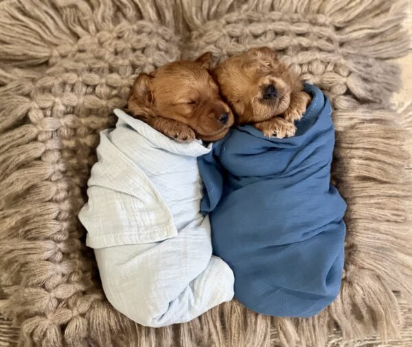 Two mini Goldendoodle puppies wrapped in blankets