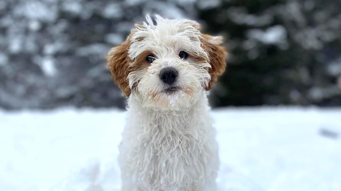 Teacup Goldendoodle Characteristics Fox Creek Doodles