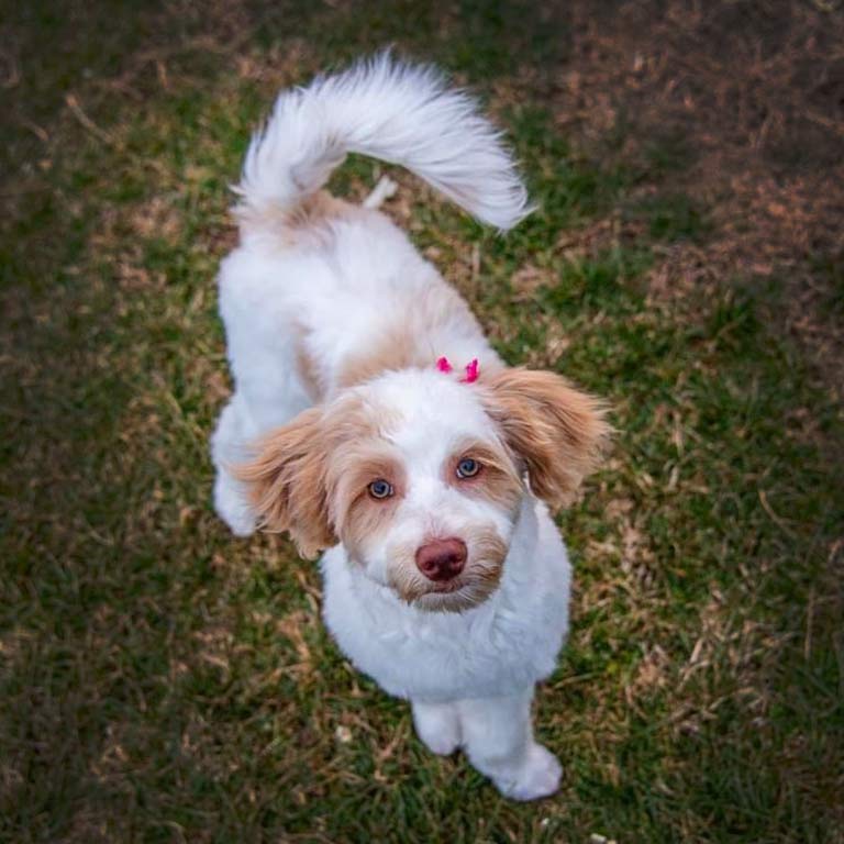 bird's eye view of a teacup goldendoodle