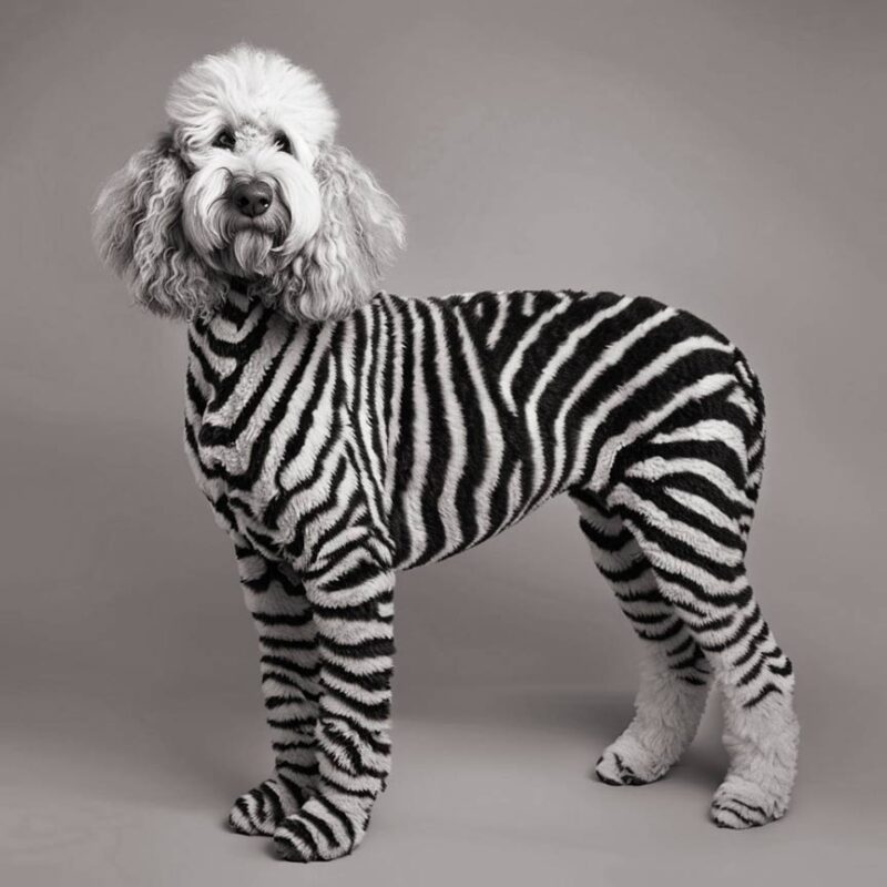 World’s First ZebraDoodle: Part Zebra and Poodle!