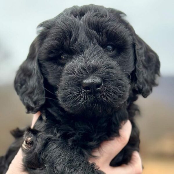 black mini goldendoodle puppy