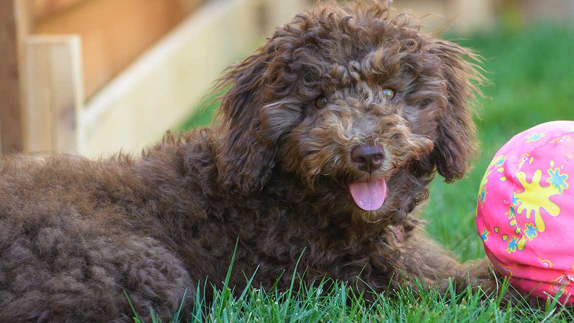 Chocolate Goldendoodle laying down with a big ball