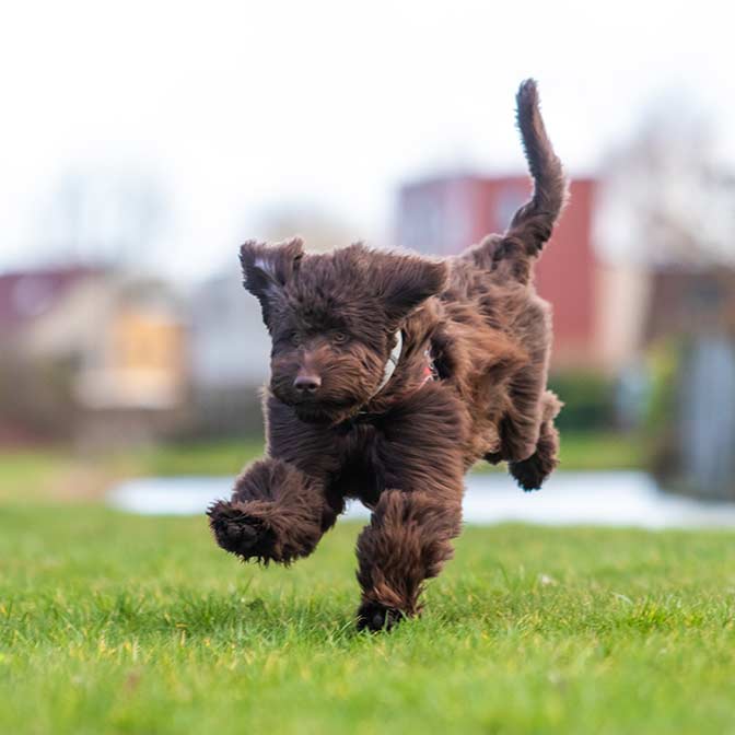 chocolate goldendoodle running through grass