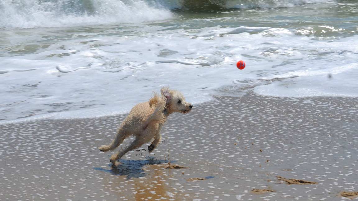 goldendoodle fetching ball at the beach