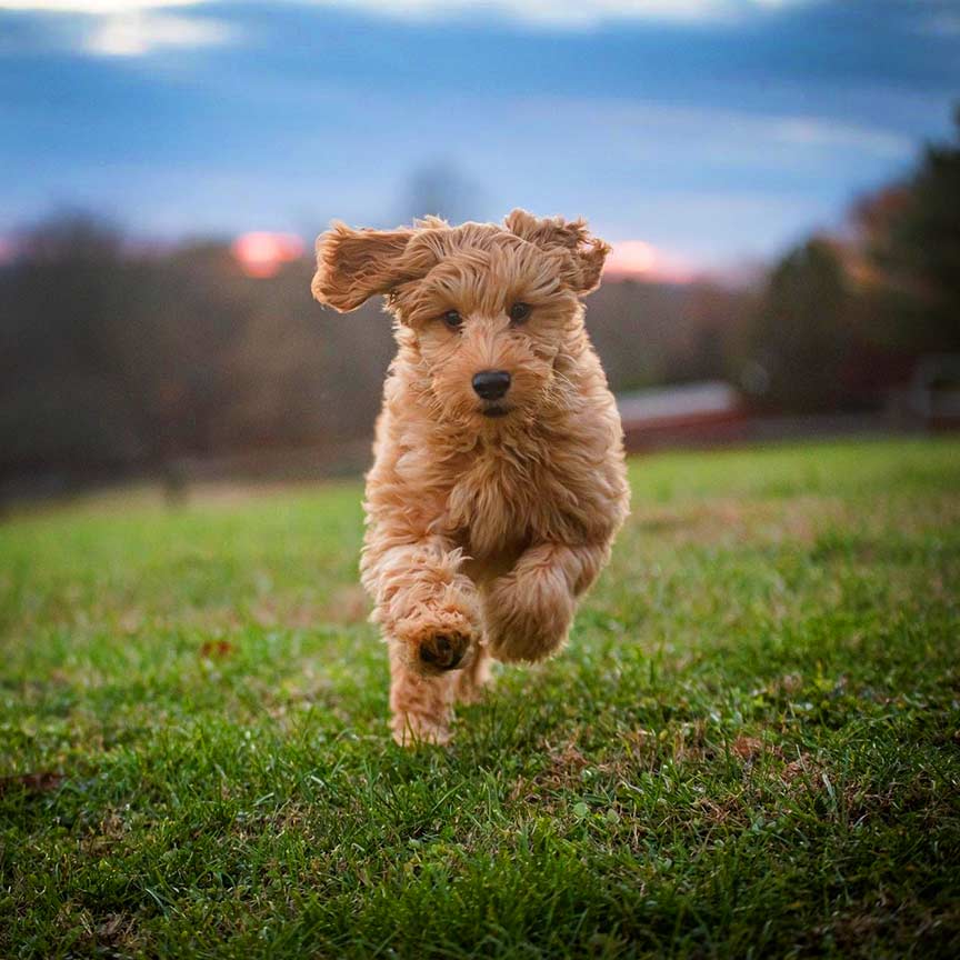 mini goldendoodle jumping in air