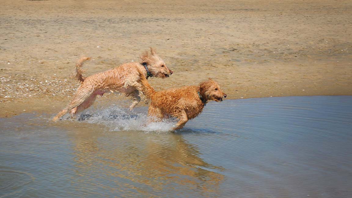 two Goldendoodles running in the water at the beach