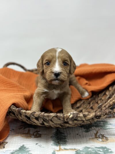 Mini Goldendoodle puppy