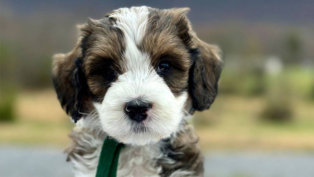 Mini Goldendoodle