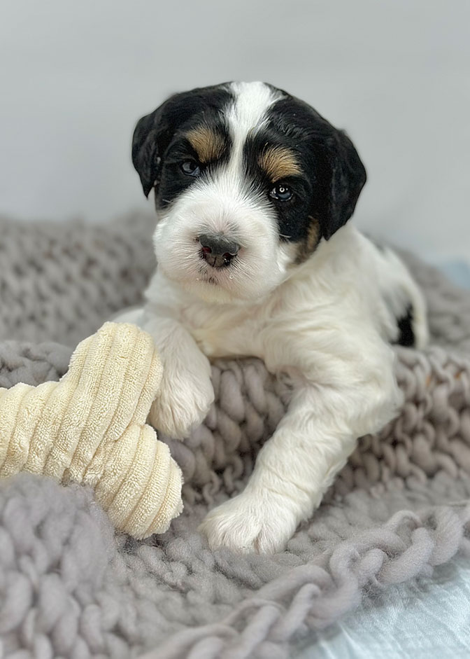 Double Doodle Puppy with a stuffed bone