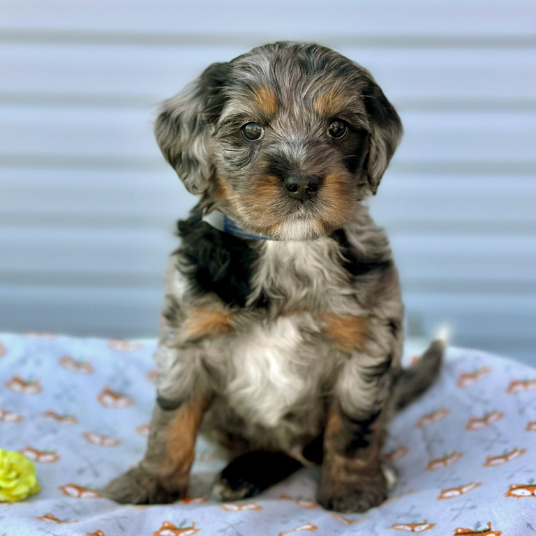 Double Doodle Golden Mountain Doodle puppy