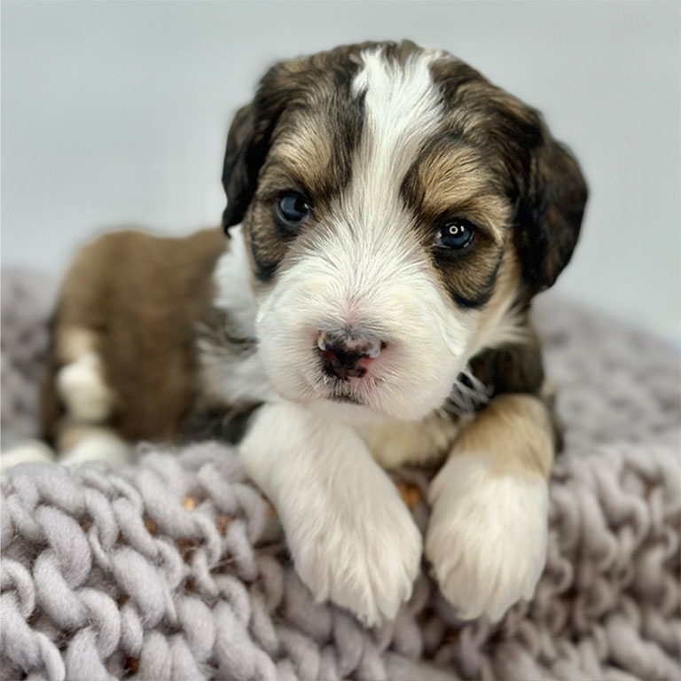 Double Doodle Golden Mountain Doodle 4 weeks old