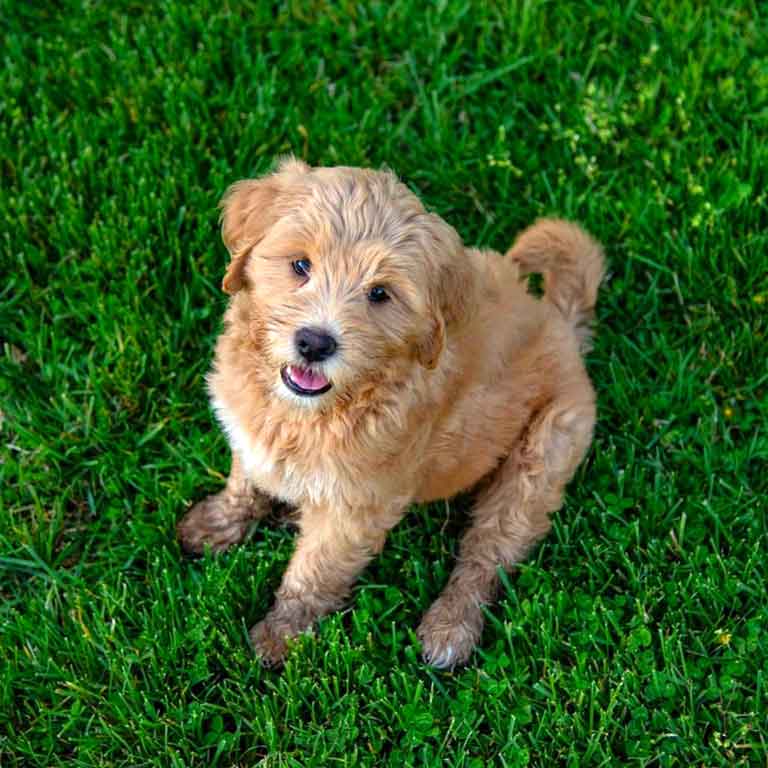 apricot goldendoodle