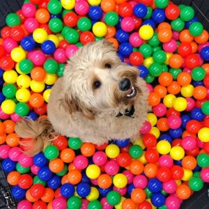 Bernedoodle inside of a colorful ballpit 